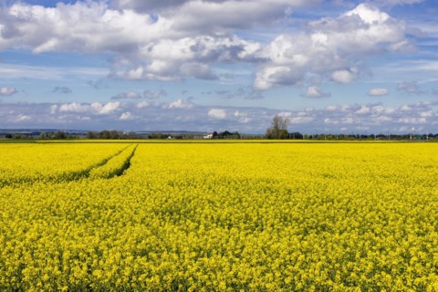 Blossoming rape