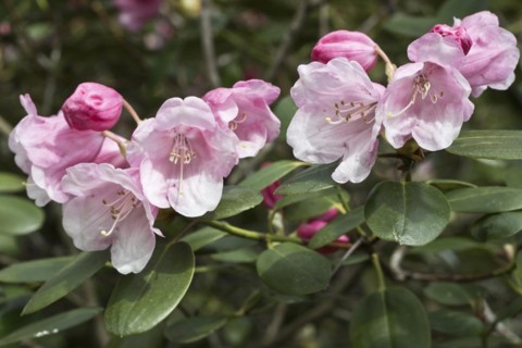 Rhododendron flower