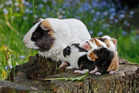 Guinea Pig pigs