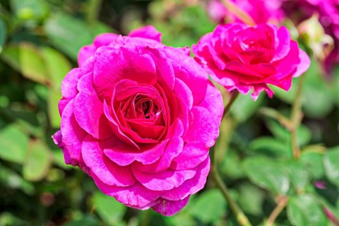 China Rose