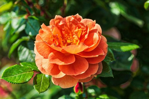 Austrian copper rose