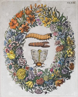 Flower wreath
