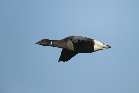 Brent goose-82826 Brent goose