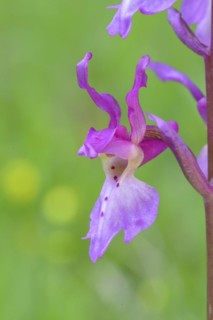 Early purple orchid