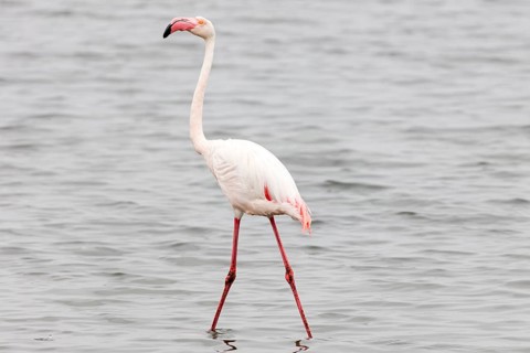 Flamingos