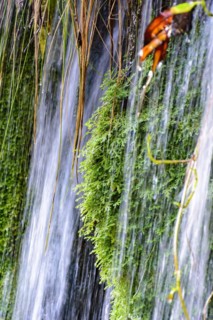 Moss and vegetation between the waters and stones of a clear waterfall in Carrancas