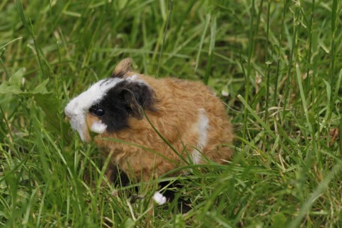 Guinea Pig pigs