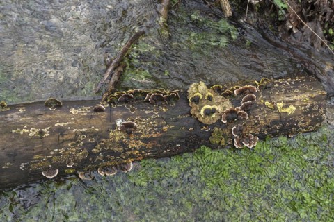 Tree fungi