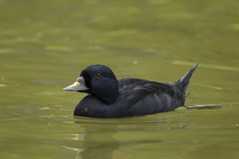 Common scoter