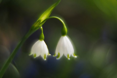 Spring snowflake
