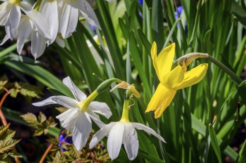 Cyclamen-flowered daffodils