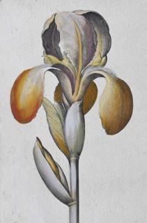 Irises