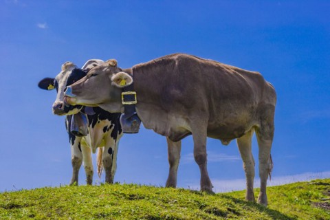 Hornless Allgaeu Brown Swiss cattle