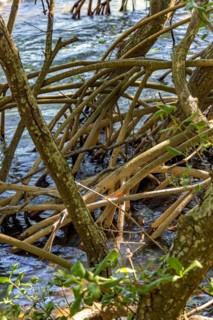 Dense vegetation in the tropical mangrove forest with its roots meeting the sea water with the rivers and lakes of Brazil