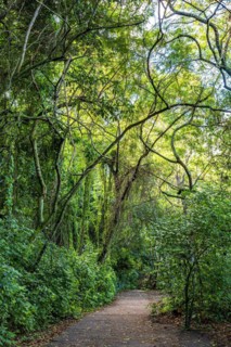 Path through the rainforest in the hills of the city of Rio de Janeiro