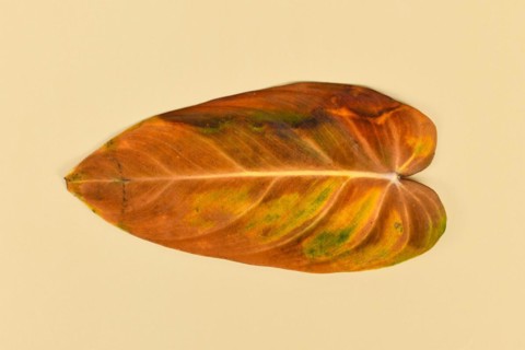 Yellow withered leaf of neglected dying 'Philodendron Melanochrysum' houseplant on yellow background