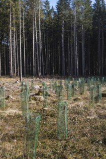 Young pine seedlings with tree guard during afforestation