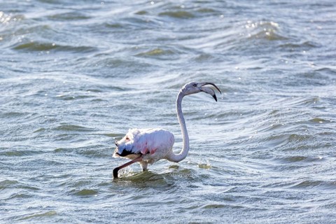 Flamingos