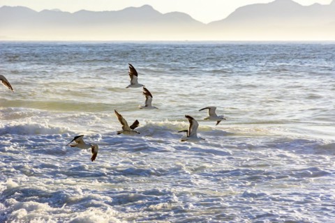 Seagull flying at dawn over the sea and the rocks of Ipanema in Rio de Janeiro