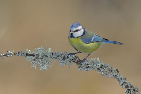 Blue tit