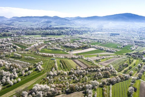 Spring in the Renchtal in the Ortenau