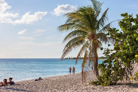 Palm tree