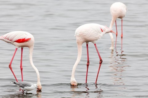 Flamingos