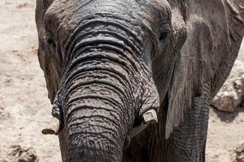African elephant