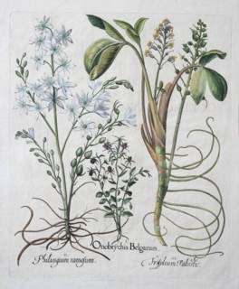 Bog bean