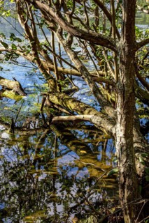 Typical vegetation of the mangroves with its trees and roots submerged in the water lit by the late afternoon sun.
