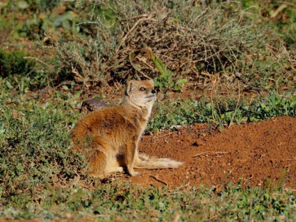 Yellow mongoose
