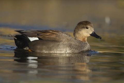 Gadwall