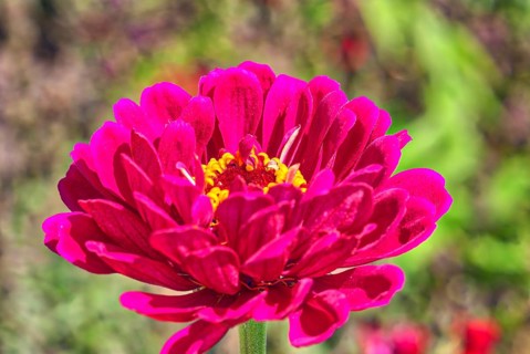 Zinnia