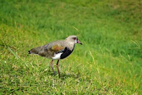 Southern lapwing perched on the grass