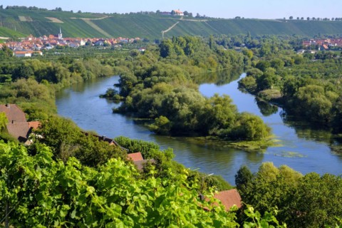 Vineyard on the Main near charburner