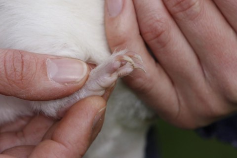 Guinea Pig pigs