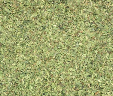 Oregano