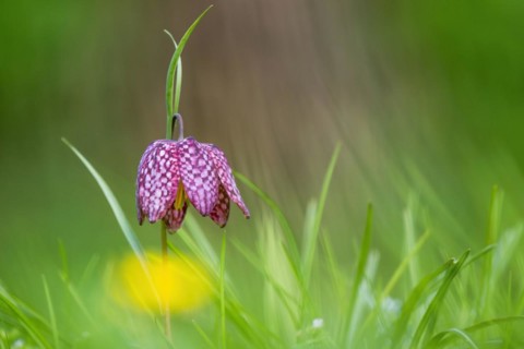 Snake's head fritillary
