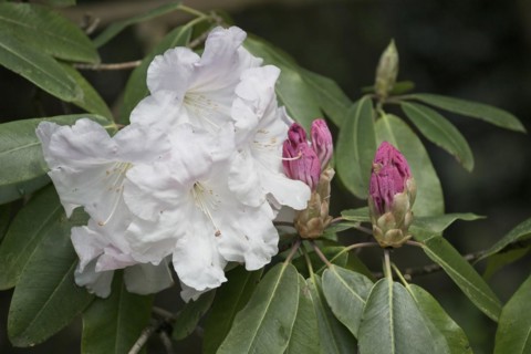 Rhododendron flower