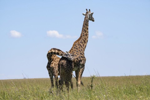 Masai giraffe