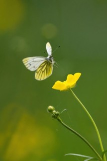 Rape white butterfly or green-veined white