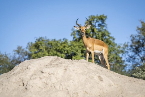 Impala buck stands on a termite mount with his mouth open. Kwando River