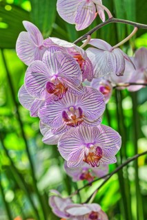 Butterfly orchid
