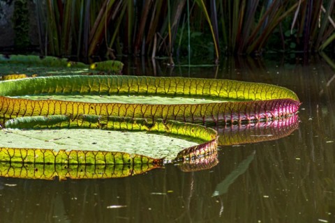 Water Lily typical of the Amazon with its characteristic circular shape floating on the calm waters of a lake