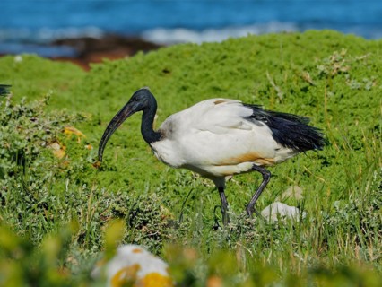 African sacred ibis