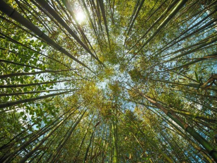 Bamboo tree
