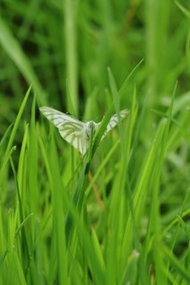 Green vein white butterfly