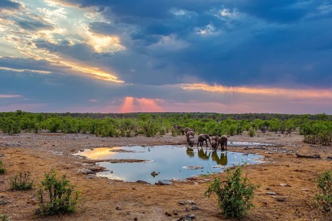 African elephants