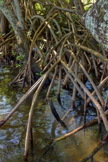 Roots and aquatic vegetation typical of common mangroves in Brazil's tropical ecosystem