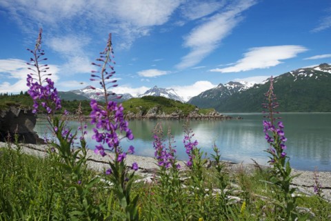 Garden of Eden with view over Kukak Bay to Kukak Volcano